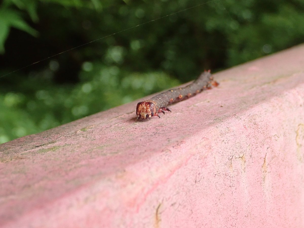 الوسم シャクガ科 على تويتر