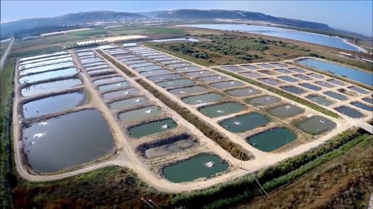 DanAlluf's tweet image. Looking back on a great week in which 🇮🇱🇮🇳 shared knowledge in the field of Aquaculture. Next week we are having an Israeli expert in🇮🇳under the #IIAP focused on beekeeping &amp;amp; Pollination. What a vibrant #GrowingPartnership @MASHAVisrael