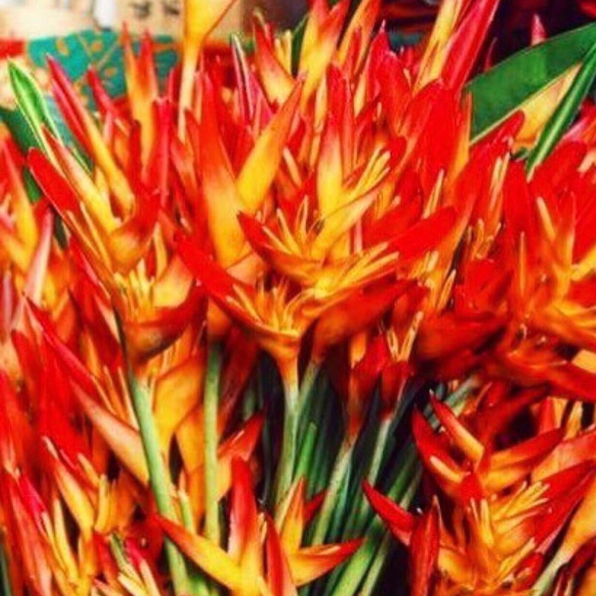 BeckySBuckland's tweet image. The South Pacific islands of FRENCH POLYNESIA are waiting —Do you speak FRENCH or willing to learn? Of the 118 islands &amp;amp; atolls, 67 are inhabited. TAHITI is the most populous island w/69% of population.
#everyinhabitedisle #PAC4Him #LaborersNeeded!

PhotoFrenchPolynesiaTourism