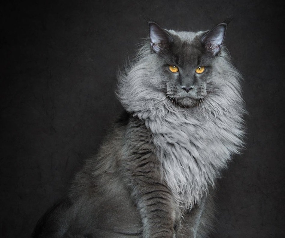 catgiffs's tweet photo. My future is already revealed in the scrolls of the prophecy: He shall conquer the world and rule it with great majesty. https://t.co/Pb5eA3s0Xz