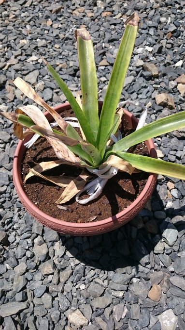 スーパーで買ってきたパイナップル、ヘタを捨てるのは勿体ないのでとりあえず植えてみたら冬越しできました♪
いつかパイナップルを収穫してみたいですねぇ、牧場物語ハーベストムーンの思い出がよみがえる 