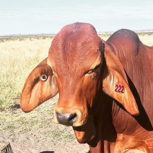 rockleybrahmans's tweet photo. Weaner bull catching some morning rays. #rockleybrahmans #redbrahmans #ungarra #moura #centralqueensland #beef #weanerbull #etheridgeson #breedplan #genomics #dnatested https://t.co/RdjbEdZgwg https://t.co/aB46kQIzWh