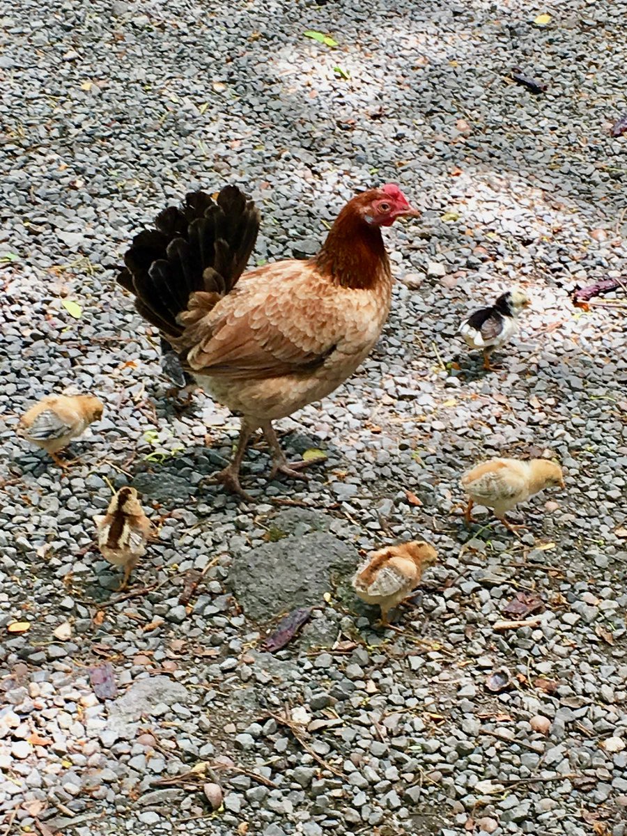 野生のニワトリ 野生のニワトリ