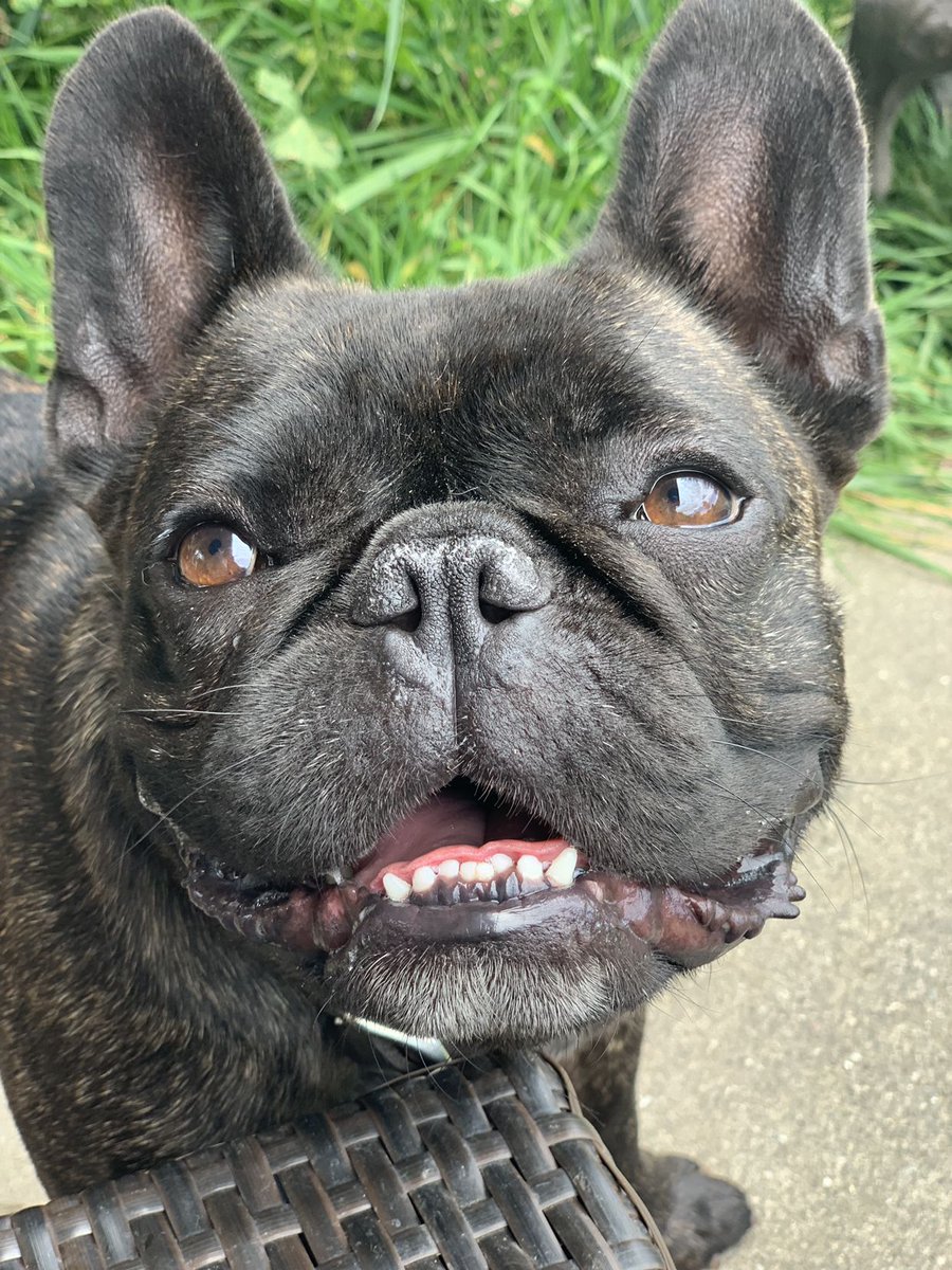 barknbarrel's tweet photo. Tired dogs are happy dogs!
#dogs #love #newcollars https://t.co/DtUZECN9QF