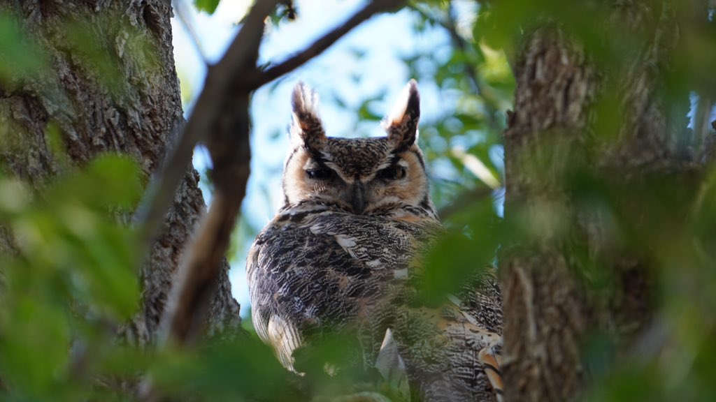 ShawnTunink's tweet photo. Today I celebrated my 11th anniversary of priestly ordination in “God’s Country” aka “Heaven on Earth (HOmE)” aka Philmont Scout Ranch. It’s quiet and cold here right now. But I do have a mother owl and her baby in the tree next to the chapel. God is good. @philmont #PhilStaff https://t.co/FOvsrhl23p