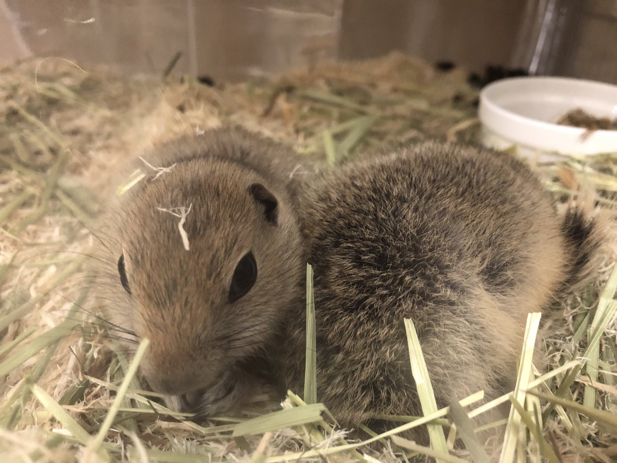 Gecko コメリパワー帯広南店 新入荷生体の紹介小動物編 シマリス ベビー リチャードソンジリス ミックスラビット 桜文鳥 ヒナ 今日も暖かい というか暑い帯広s コメリの小動物コーナーもホットです