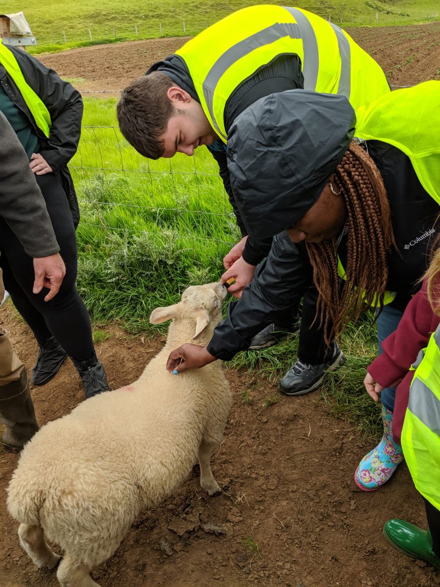 isaireland's tweet photo. Don’t ewe think this is sooo cute? 🤣 Study Abroad with #mercercountycommunitycollege and #forsythtech at #campviewfarm today ❤️ https://t.co/5POPkfNaOA