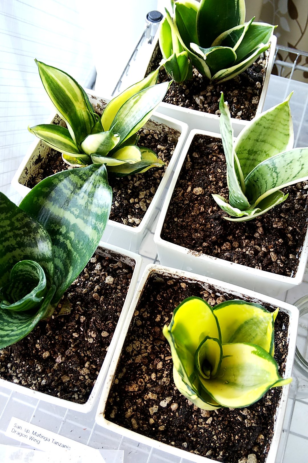 七菜子 ななし サンセのハニーさんたち 観葉植物 サンスベリア サンセベリア ゴールデンハニー シルバーハニー T Co J4r92hfbk3 Twitter