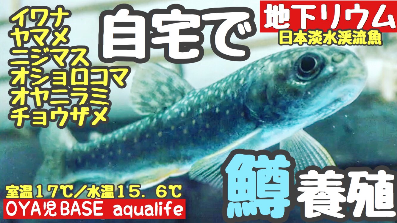 Oya児base Hide Auf Twitter 地下リウム 日本淡水渓流魚水槽 地下常温スポンジフィルター簡単飼育で冬眠明けな鱒達の活性が上がりまくって銀化中 イワナ ヤマメ ニジマス オヤニラミ T Co Vehxxdrydt アクアリウム Aquarium 日淡 渓流魚