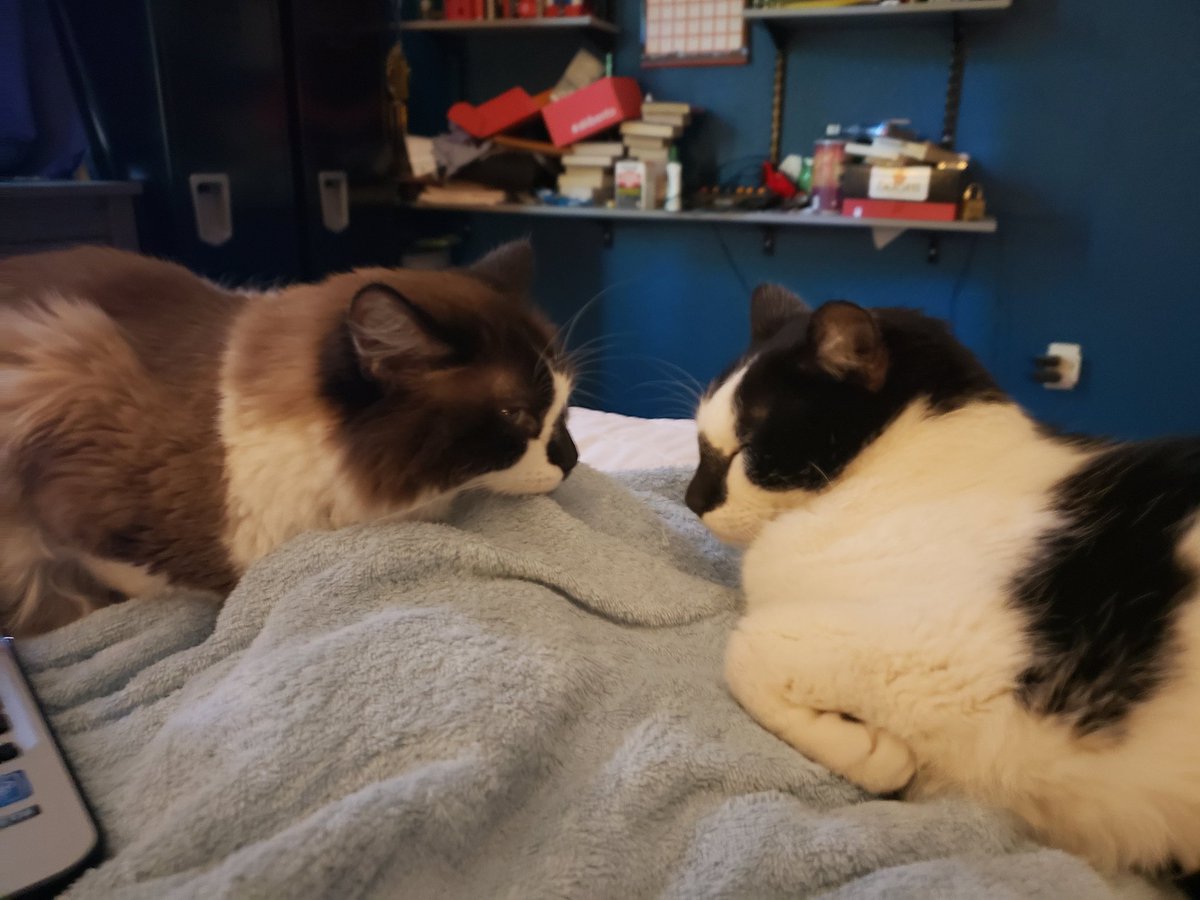 Cow Cat tweet media
