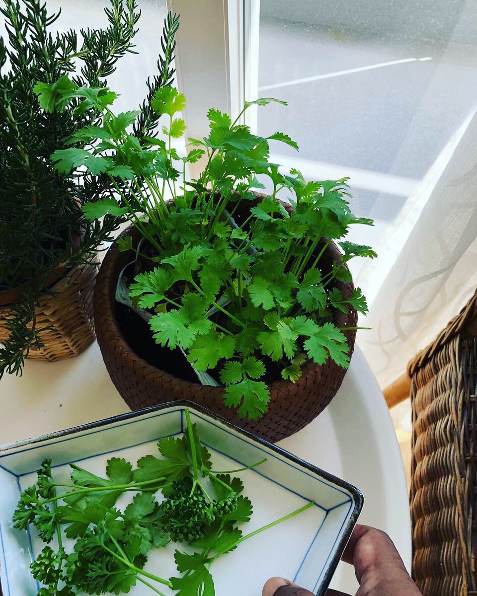 Sandhya_Jane's tweet photo. Coriander, rosemary and curly parsley blooming in our Balcony Garden in Tokyo. It tastes good and smells even better.
#SandhyaJane #author #HealthyLife #kitchengarden #balconygarden #rosemary #coriander #curlyparsley #parsley #herbs #aroma #aromatherapy https://t.co/uCZ2rdIOQ4