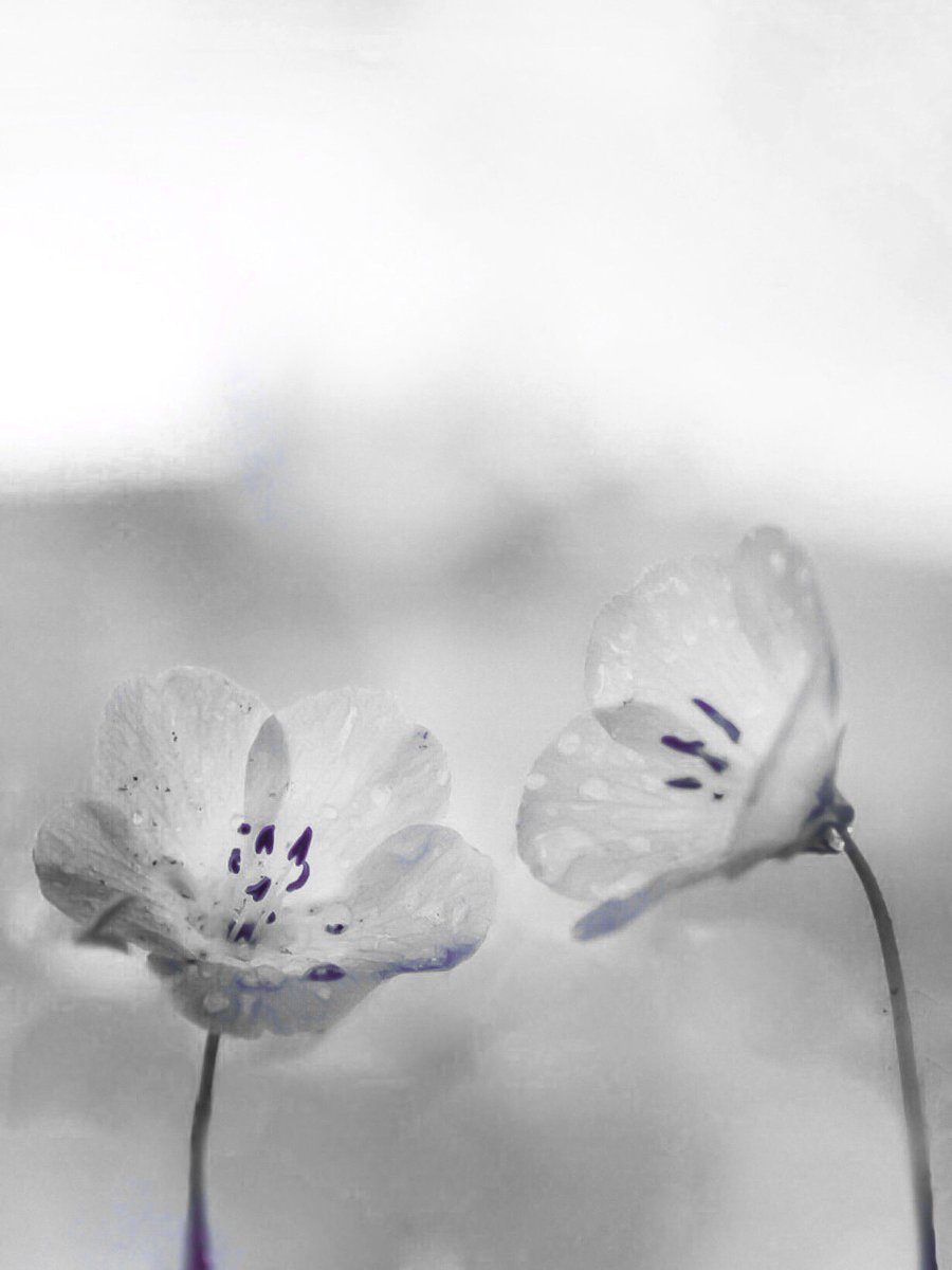 GridWhite's tweet photo. monochrome 0088

風を感じて。

#ネモフィラ
#モノクロ
#photography
#キリトリセカイ
#ファインダー越しの私の世界
#写真好きな人と繋がりたい https://t.co/Riu8dt3Jw5