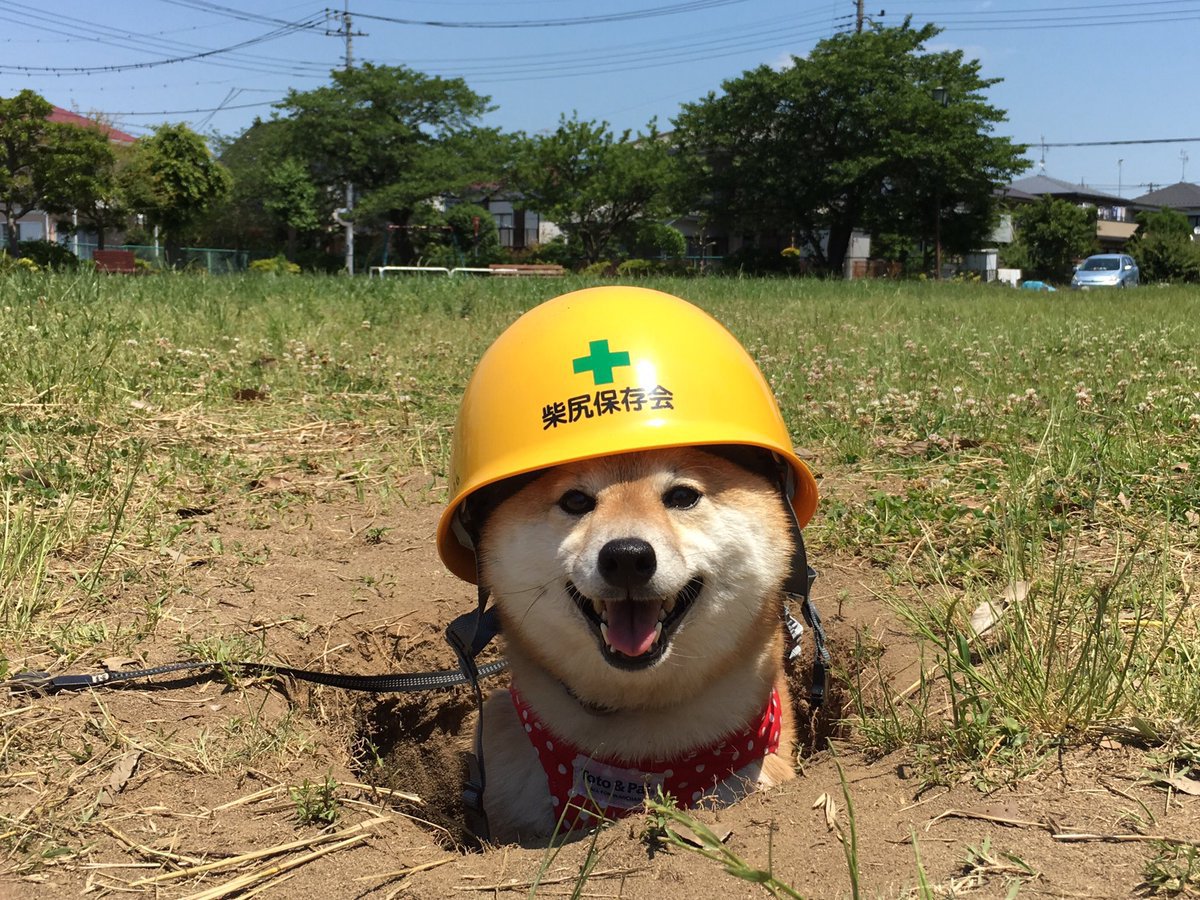6clarity's tweet photo. I'm in love with Kensa Sloshing Machine 🥰
 Also have this picture of this cute doggo owo
#sloshingmachine #Splatoon2 #NintendoSwitch #スプラトゥーン2 https://t.co/DSGY368a1m
