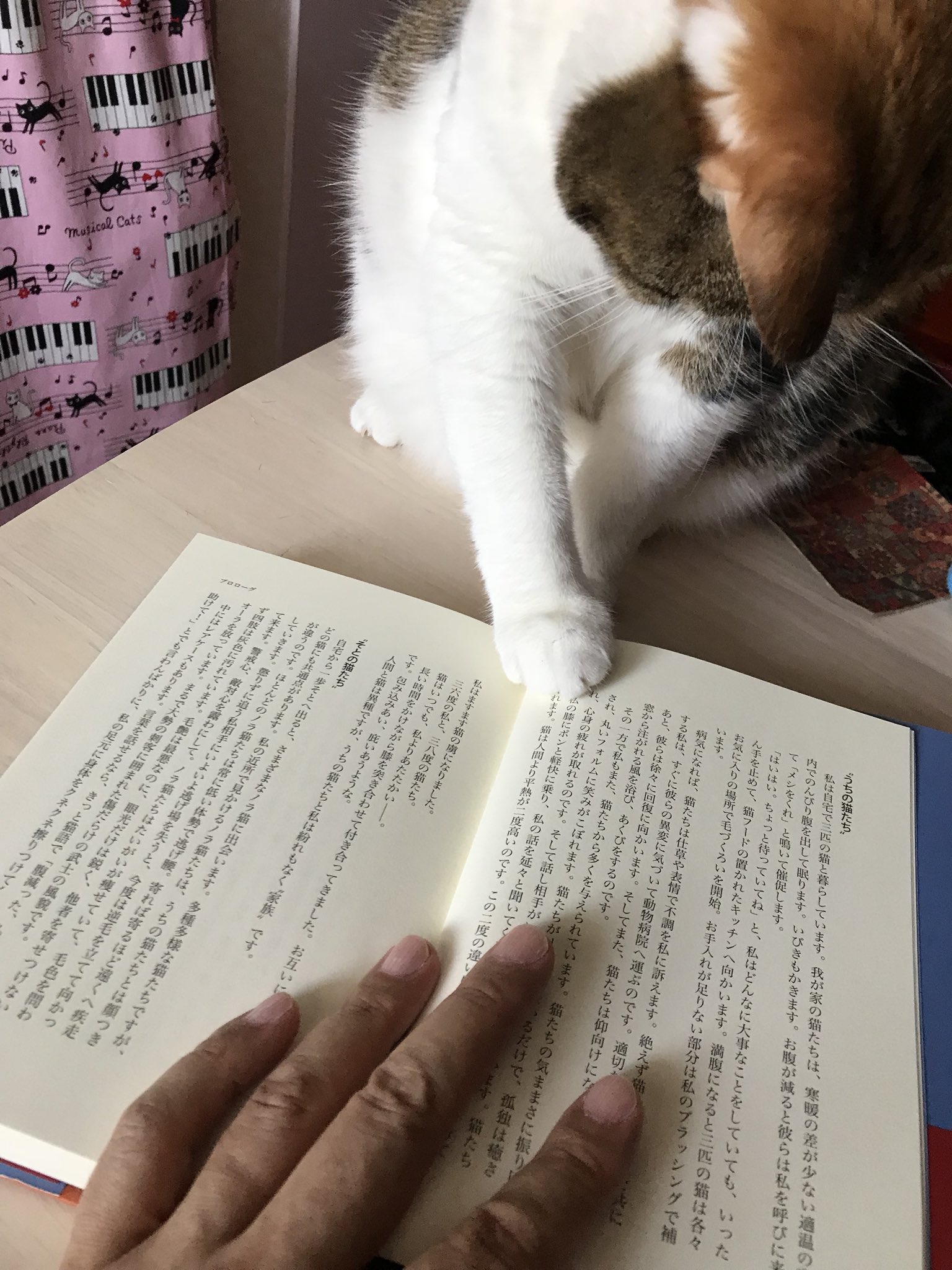 Nekota Hyan アンニイさん 703 Anny に会えて舞い上がって言葉が出なかった嫁のボディランゲージを読み解いていただき ノラスタにサインしていただきました ありがとうございます にゃっ展19 ノラスタ ノラ猫あがりのスターたち T