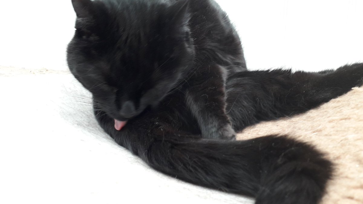 karynmumx1's tweet photo. Morning furfriends I is making myself look fabulous for #carterday #CatsOfTwitter .Big shout out to all the lovely people wiv kind hearts & full cat food cupboards! Wishing u all lovely bank hols weekend meow ๐ฑx https://t.co/kJsoTDMWIX