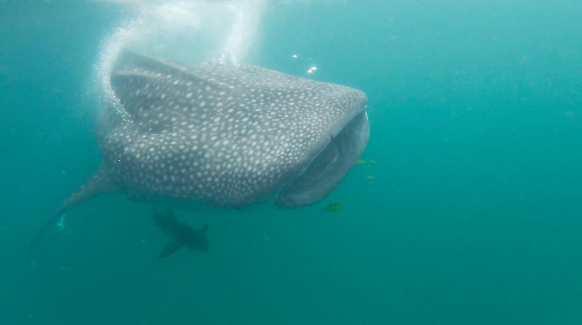 TTBTanzania's tweet photo. #MafiaIsland is renowned as an excellent world-class #diving destination with some of the richest reefs in the world. #Whalesharks are seasonally found just a few hundred metres offshore near Kilindoni Harbour 
#TanzaniaUnforgettable https://t.co/kYCo6qlHz9