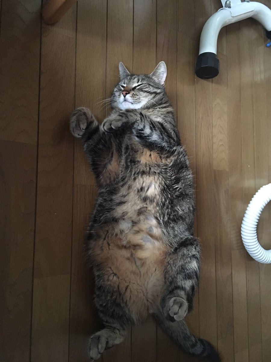 bowserthekitty's tweet photo. He a happy chonk because I cleaned. #CatsOfTwitter https://t.co/FeOnXnIdqh