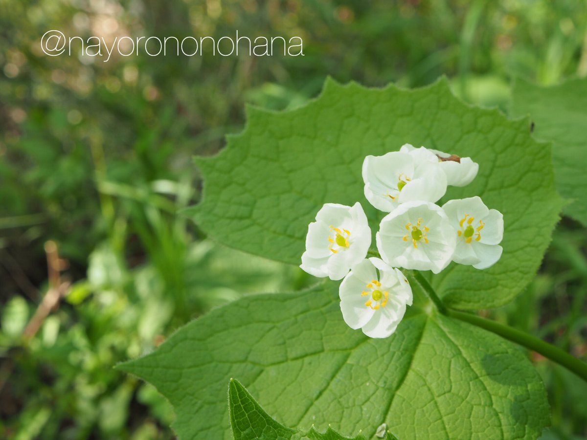 なよろ 野の花の会 サンカヨウ メギ科 濡れると花が透ける山野草 シカの食害で 絶滅危惧種に指定されている県もある 北海道