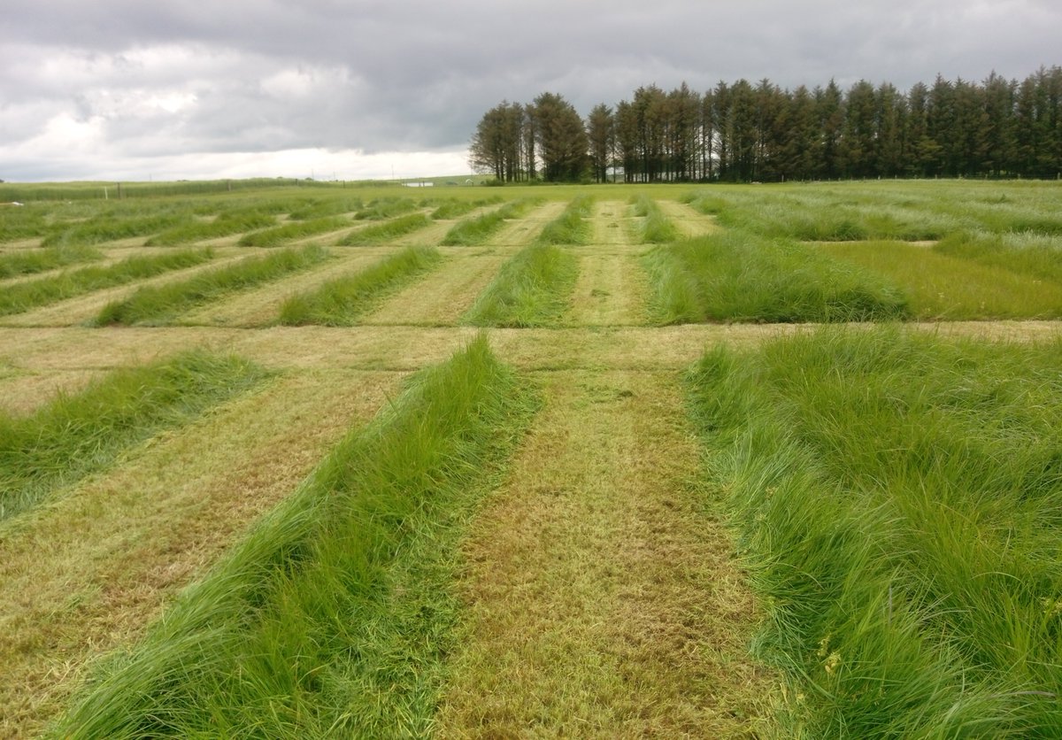 1st harvest completed - 115 plots with recycled & synthetic fertilisers at #Teagascjc under on-going trial @EUH2020 #Nutri2Cycle  @INTERREG_NWE #ReNu2Farm @ForrestalPJ