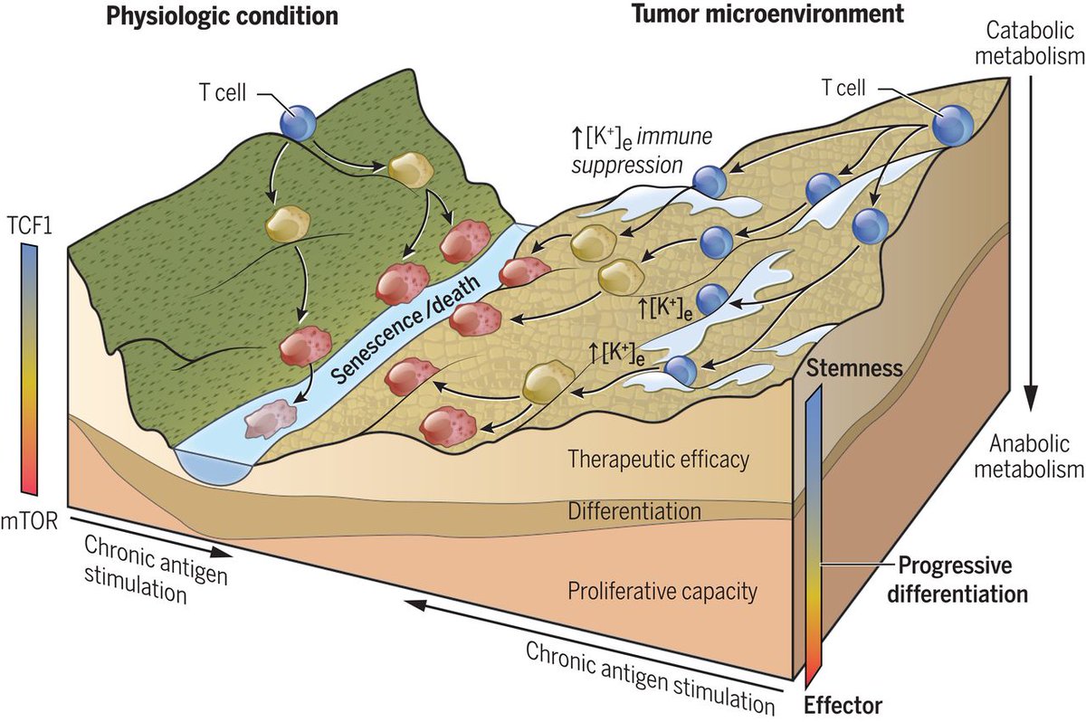 nileshtalele's tweet photo. Extracellular K+ levels limit nutrient uptake, inducing #autophagy & reduction of histone #acetylation @ effector & exhaustion loci, which produces CD8+ย #Tcells with improved persistence, #multipotency & tumor clearance. #immunotherapy @sciencemagazine https://t.co/Rlc7pDU0un https://t.co/JwhEPRKXxy