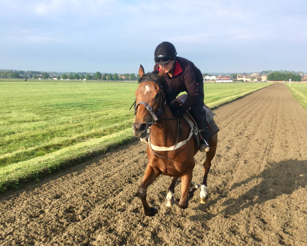JohnWathenBerry's tweet photo. @RafflesRacing #SacredSprite in good heart on another pleasant morning @NewmarketGallop. https://t.co/znd6tLGjQf