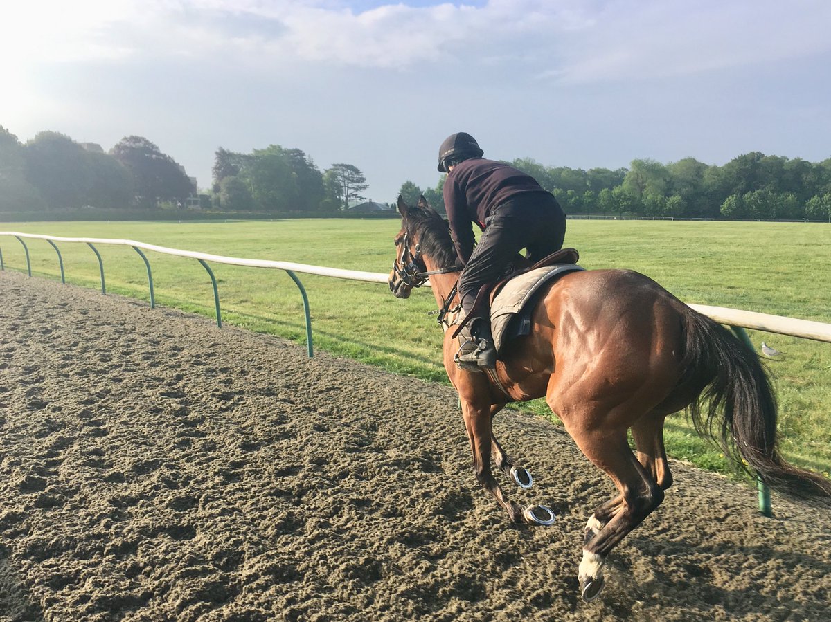 JohnWathenBerry's tweet photo. @RafflesRacing #SacredSprite in good heart on another pleasant morning @NewmarketGallop. https://t.co/znd6tLGjQf