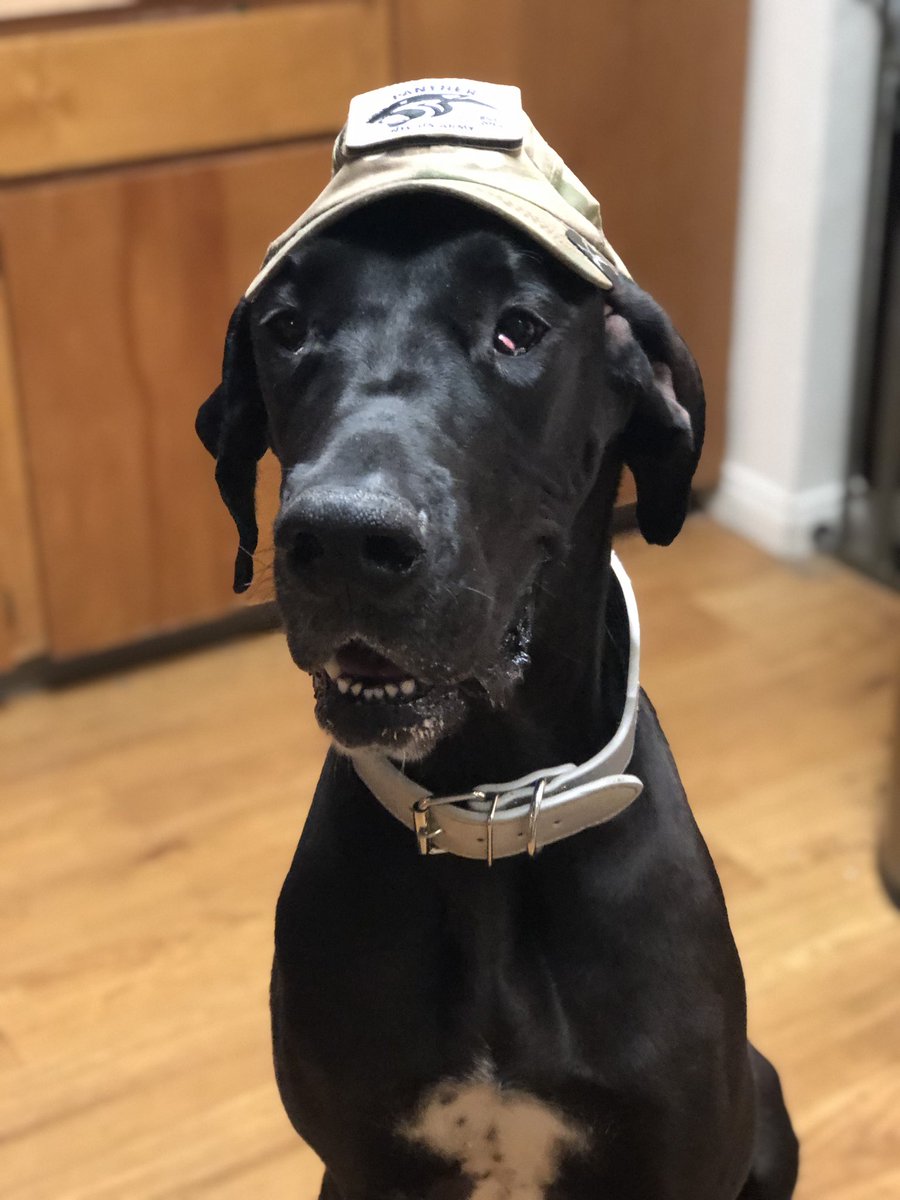 102ndblackhawk6's tweet image. New panther team member. 
Or Bailey stole my hat. #greatdaneproblems