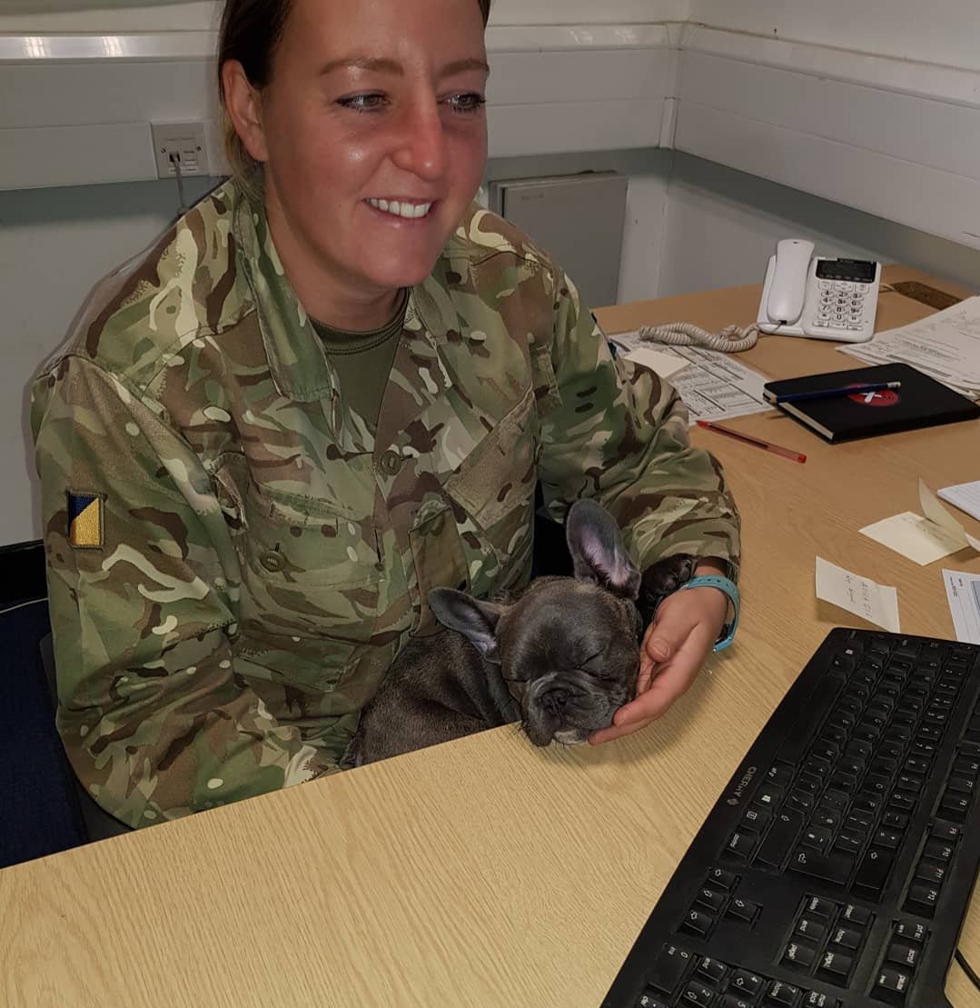 jo_owens's tweet photo. @BBCBreakfast  This is Lawrence and he comes to work with me every day at 7 regiment kendrew barracks. He loves a working day! #ARMYDOG #FRENCHIE https://t.co/r8xnFULXGV