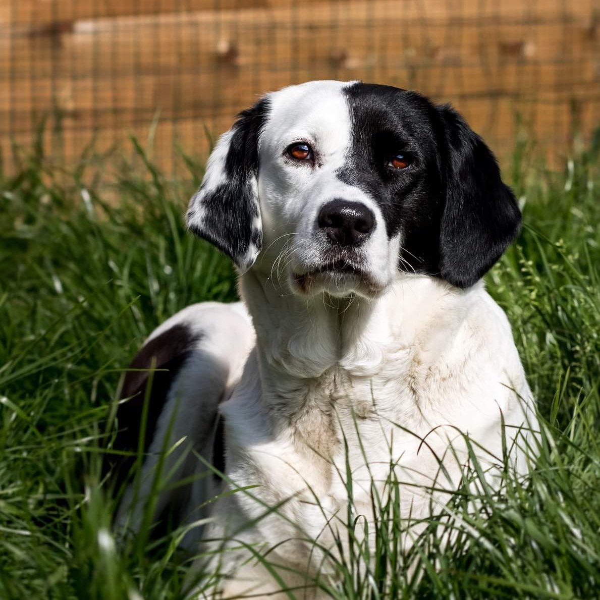 reflexeadoption's tweet photo. A L ADOPTION – VISIBLE A TOUFFLERS (59)

LAIKA une chienne à découvrir pour les amoureux de calins

Formulaire de demande d'adoption : https://t.co/Gr2p7IrkA0 #chien #adoption #sauvetage #animaux #animals #chiendujour #dogs_of_instagram #animal #animals #petstagram #dogsitting https://t.co/sn5Fq2jp6R