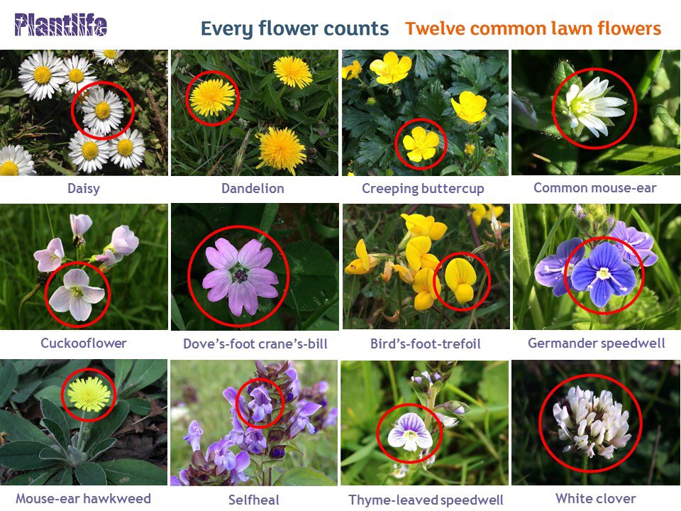 Plantlife tweet media