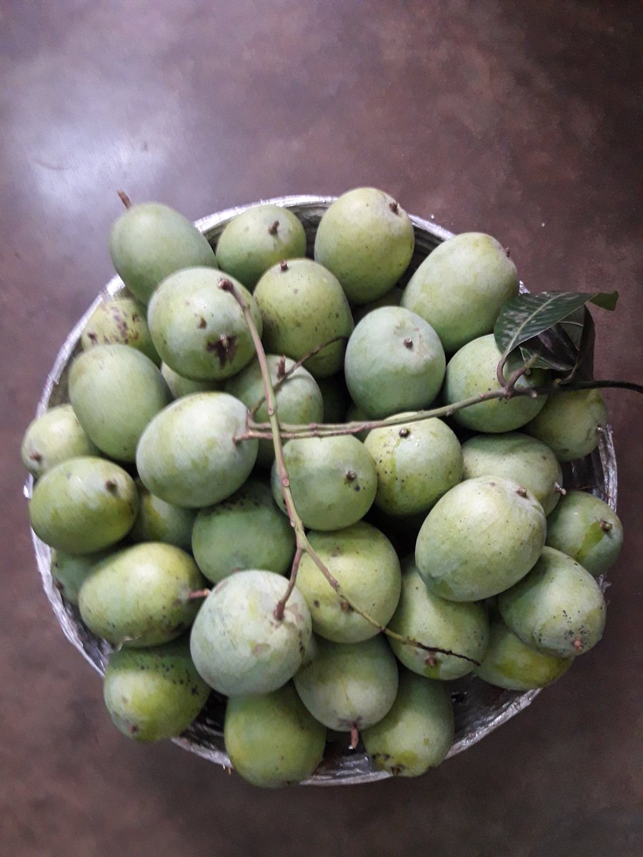 MQHaque3's tweet photo. Despite severe damage caused during FANI,could salvage some mangos leaving few for birds,squirrels,monkeys&amp;https://t.co/gm3I270RSy seems nature has immense capacity to rejuvenate itself within shortest possible time.Letus hope, our beautiful State returns to it's glorious past. https://t.co/3ZnhNsN1bb