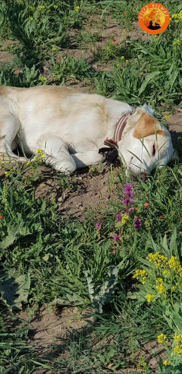 Günaydın guzel insanlar😍🐶🐾fazla giremiyorum twittera ama cok guzel şeylerle uğraşıyorum. Her gün Gölbaşı barınağındayım.Güzel gelişmeler oluyor <a href="/mansuryavas06/">Mansur Yavaş</a> başkanıma ve Belediye meclis üyemiz Sayın Sibel Aygün Hanıma duyarlılıkları ve çabaları için cok tesekkür ediyorum🙏🙏