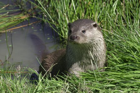 NDevonBiosphere's tweet photo. #NorthDevon's #Nature Need YOU! Please support our Crowdfunder for a 3-year project to restore our amazing #wildlife throughout North Devon. Every penny counts - please help! Donate here: https://t.co/qtH9jk3HYy https://t.co/0N4mPqwEcQ