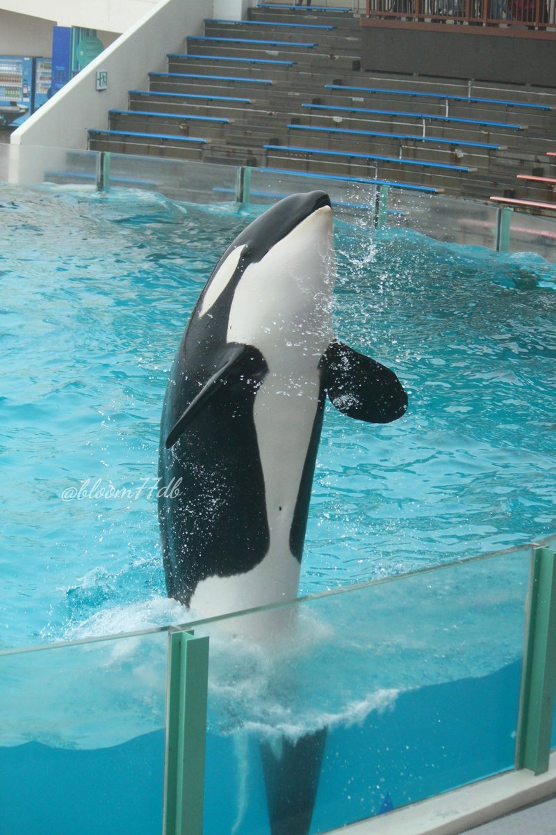 O Xrhsths ナ ナ ロ ッ ト Sto Twitter 塩味の暴風雨で飛ばされそうになりながらポンチョも避け相方に折れた傘で気持ちガードされながらタオルを巻いた一眼を出しレンズ拭き拭きシャチ好きの強行作がコチラ 雨関係無いショーは雨天決行なので シャチ 鴨川