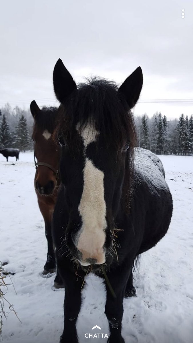 Mattsson86's tweet image. Om nån vecka ska Idun J.M betäckas med Norheim Faksen, att få låna denna märr med Hulte Stjärna som mormor gör mig så glad... kan blir en riktigt lite racer om man har lite tur🤩 Låga 5% i IK oxå gör inte saken sämre... #Spännande #längtar #kallblod #minkung