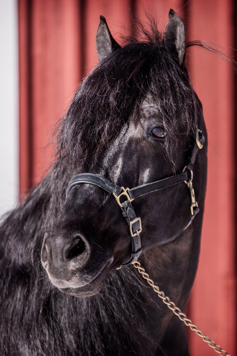 Mattsson86's tweet image. Om nån vecka ska Idun J.M betäckas med Norheim Faksen, att få låna denna märr med Hulte Stjärna som mormor gör mig så glad... kan blir en riktigt lite racer om man har lite tur🤩 Låga 5% i IK oxå gör inte saken sämre... #Spännande #längtar #kallblod #minkung