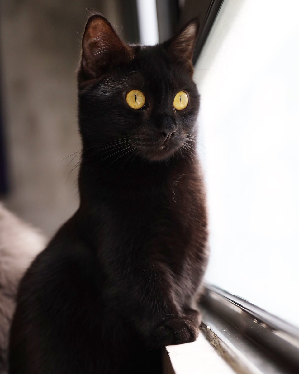 Ni my first munchkin cat, Doby namanya. Given from a breeder, Kak Lina from Cheras.Dapat dia dari besar tapak tangan je. 2 bulan selsema. But don’t give up. Sekarang paling playful dan poyo bajet comel hehee. Setahun setengah