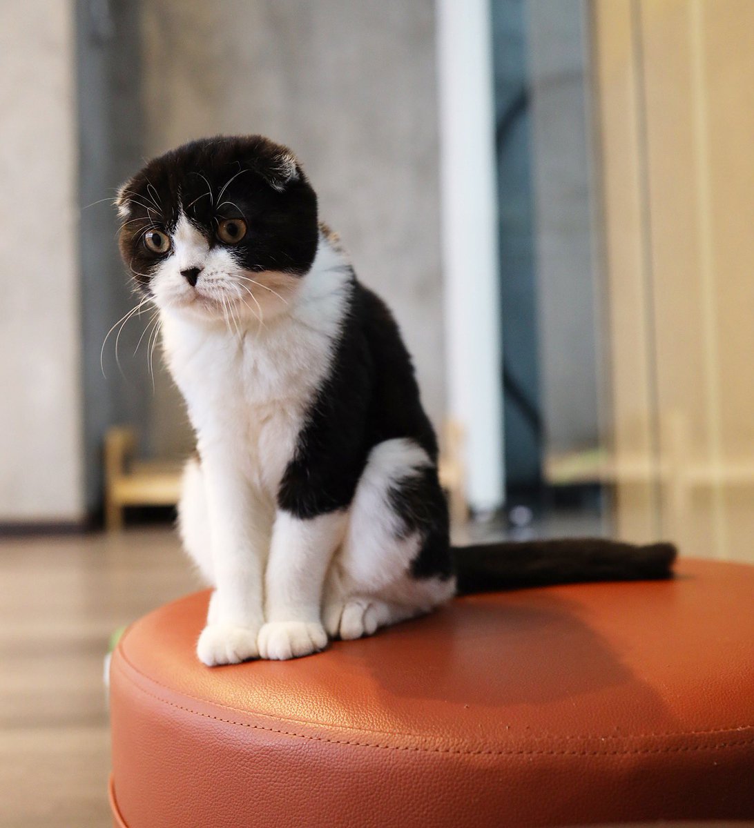 Panda. Tengok warna pun tau kenapa nama dia Panda. Given by a breeder, Kiera. First time jaga Scottish Fold. Paling ligat, paling suka makan, paling kerek, paling suka gomol kucing lain, tomoi sekali. Dan... paling susah nak pegang.  Umur setahun lebih.