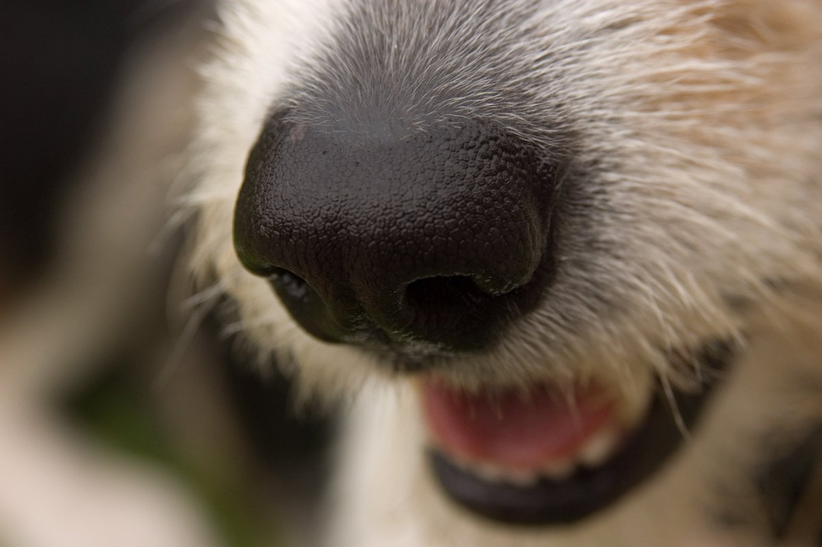 yourdog's tweet image. Did you know? A dog has up to 300 million olfactory receptors in their noses, compared to about six million in us!