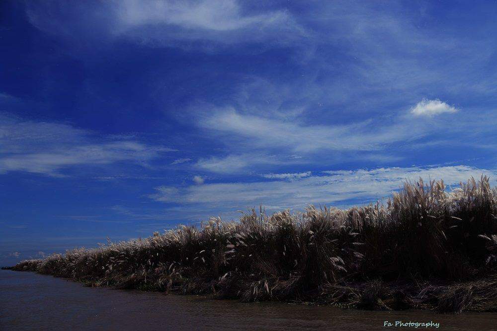 FarukhA11477779's tweet photo. The autumn of the river padma. this picture taken last year near Goborganda village of char janajat, when i went to take photograps of kash flower!
#kashphool
#padmariver
#charjanajat
@skrokon @ccohanlon @millat11 @HadiratulJ https://t.co/NXj3Ku83j3