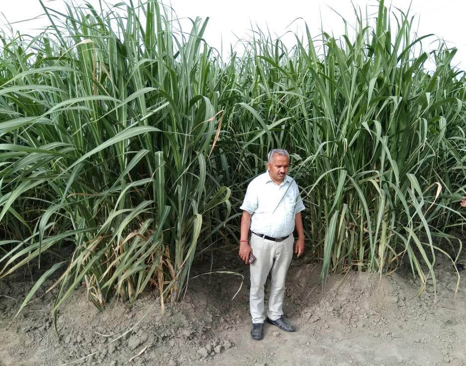 Farmers Adopted Ring Pit Method After Trench - Bijnor News - ट्रैंच विधि के  बाद गन्ना बोने के लिए अपनाई रिंग पिट विधि