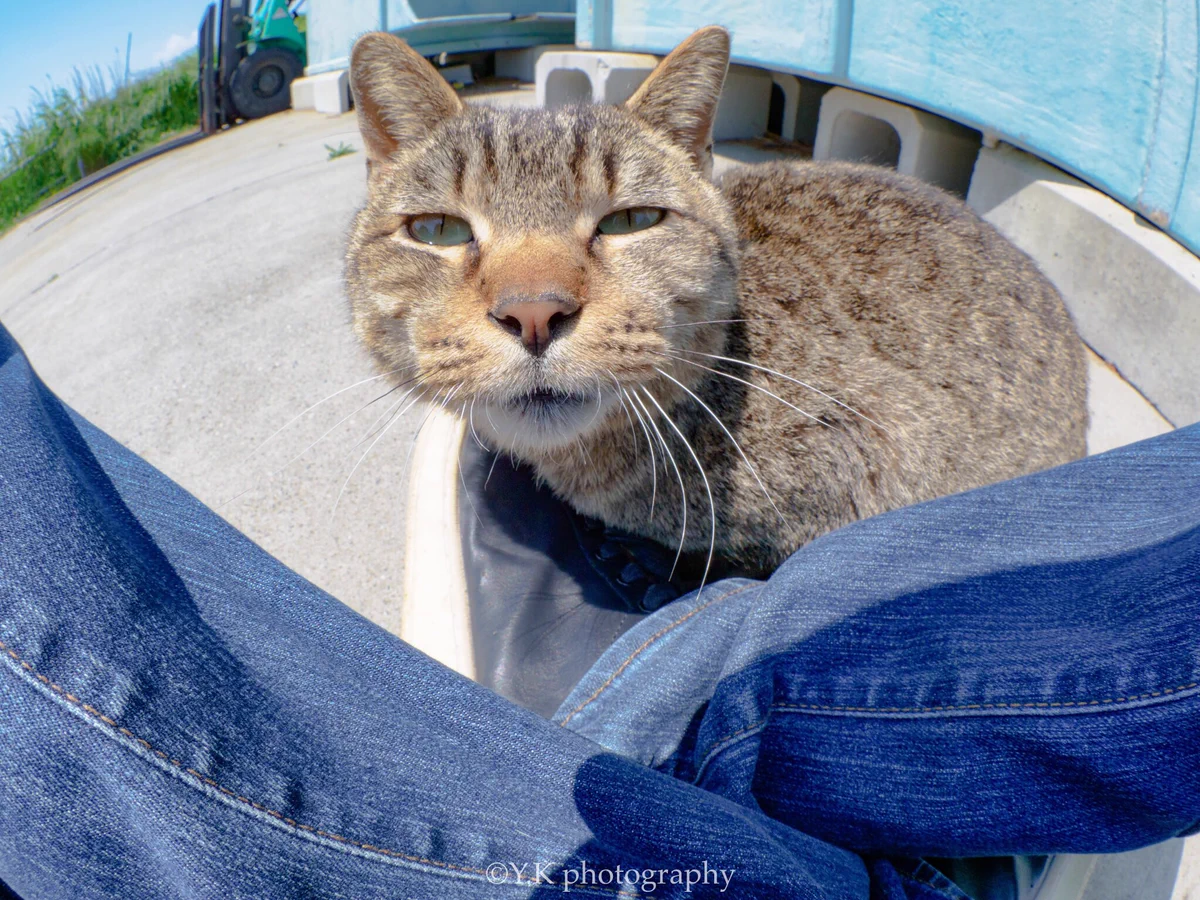 まるでキスをする寸前のブサカワにゃんこさん
