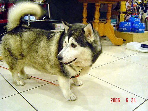 etikette kredit stå MariaMandrake on Twitter: ""Siberian #Husky - Corgi Mix: Siborgi" #corgi  #dog #dogs #pics https://t.co/QOTuUwJaIJ" / Twitter