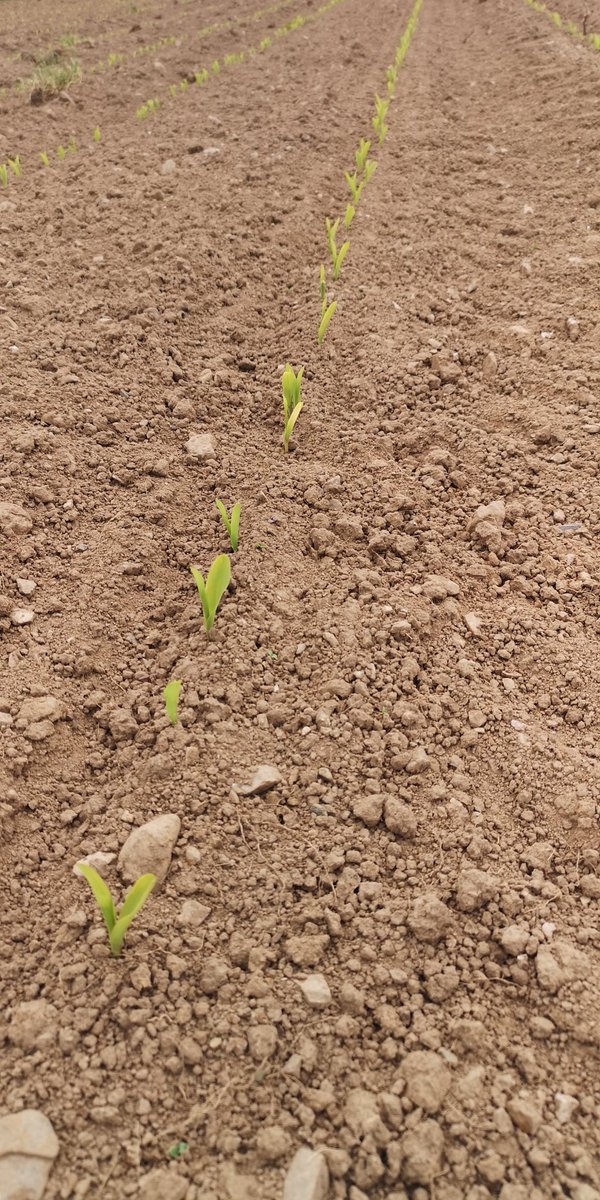 EvansTudur's tweet image. Maize looking good,8 days since drilling, 👌 @DCSnutrition @merfynparry #anglesey #winterforage #selfefficient  #foragetomilk
