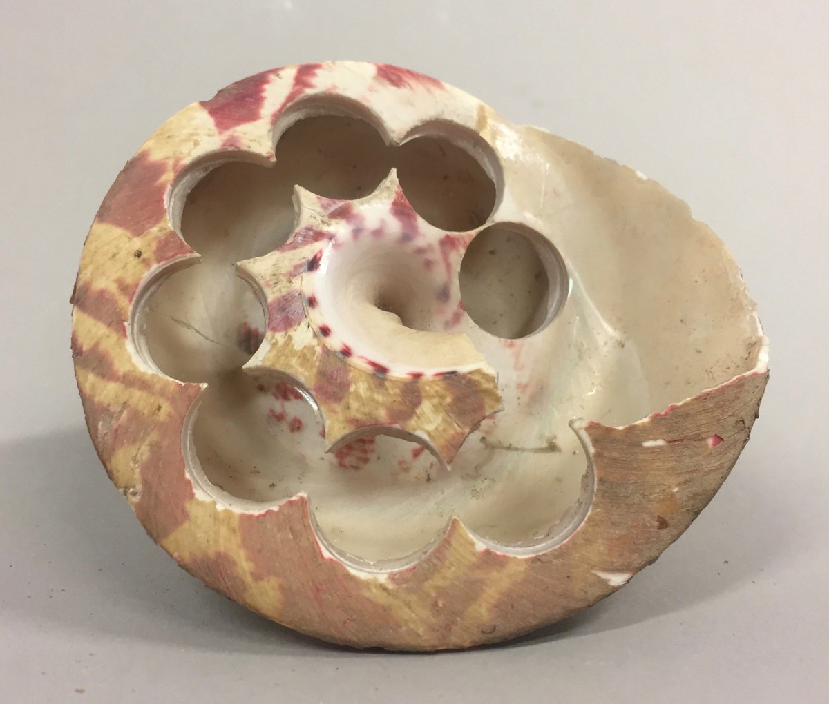 HerbertCurators's tweet image. In 1930-40, the harvesting of ‘Trochus’ shells was so popular that concerns were raised over the species survival! Fortunately, conservation efforts saved the species from extinction - SC #buttonsfordays #shells