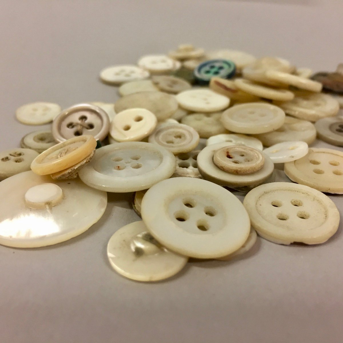 HerbertCurators's tweet image. In 1930-40, the harvesting of ‘Trochus’ shells was so popular that concerns were raised over the species survival! Fortunately, conservation efforts saved the species from extinction - SC #buttonsfordays #shells