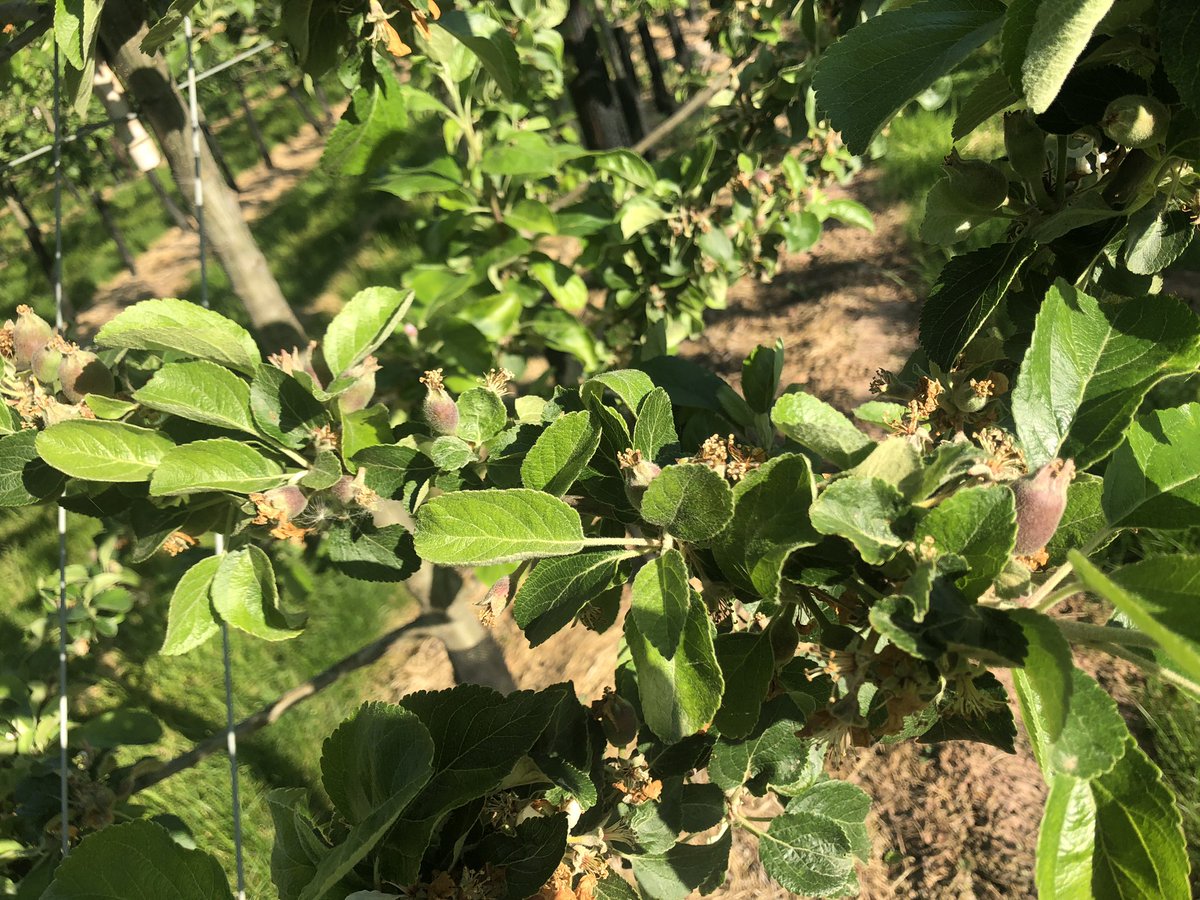 AliCapper's tweet photo. Beautiful fruit set on the @RedWindsorApple trees. We will have to see what’s left after the “June drop” https://t.co/yvixkDvFDQ