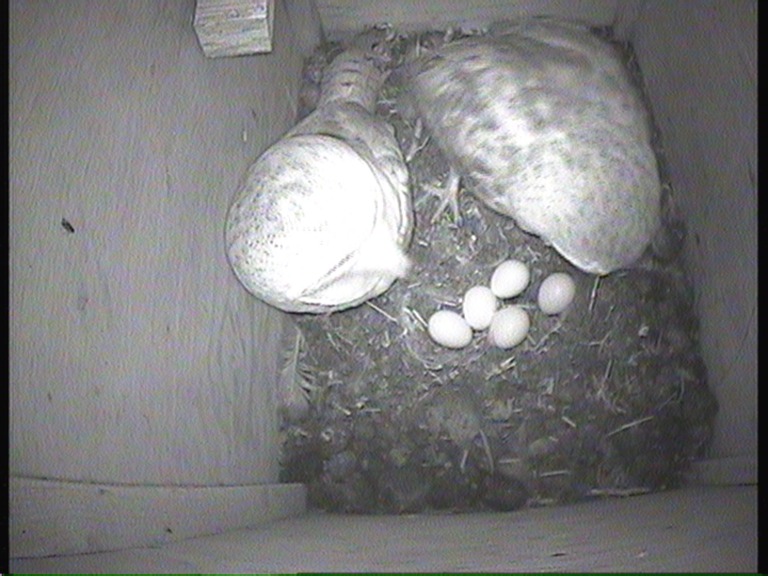 DevonWildlife's tweet photo. Those north #Devon barn owls we've been keeping track of are now expecting 5 little ones(!), due to hatch in the next couple of weeks. Watch this space... #WilderFuture #WilderDevon https://t.co/PdmH51xVfo