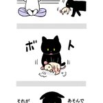 猫のこの可愛さってなんなの？!心がギュンってなるよ!