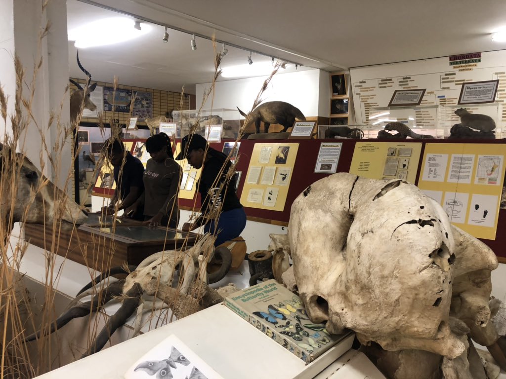 AliHalajian's tweet photo. #ULZoologyMuseum at Dep of #Biodiversity, one of oldest departments of @ULvarsity.
Thanks #AlpheusLekgothoane #volunteer at our lab #SARChILuusPowell to bring others.
&amp; #Museums are great #EducativeFun.
Limpopo @golimpopo visit #ZoologyMuseum.
#LimpopoMuseum
DM if u like 2 visit. https://t.co/hSOH6MtIHA